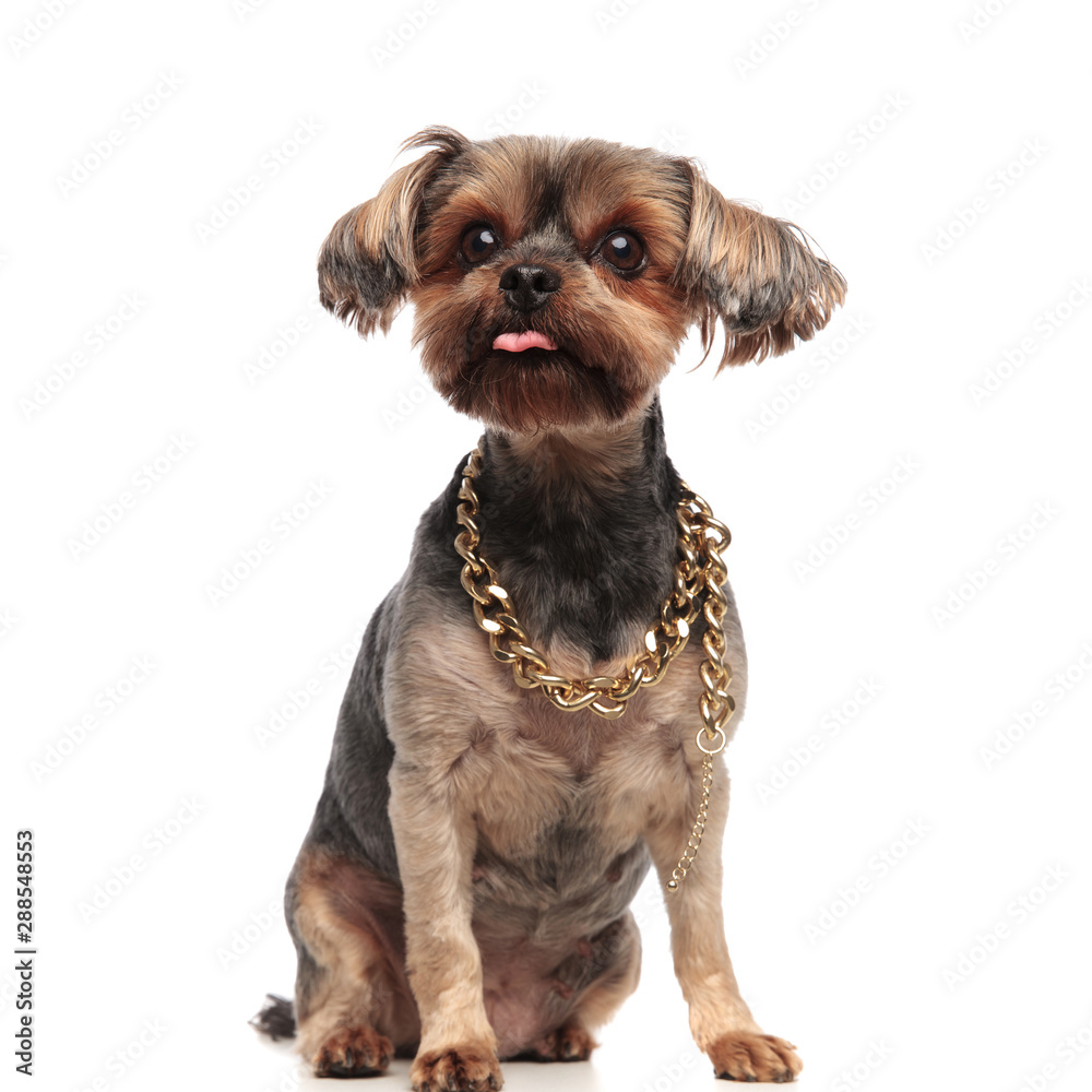 young yorkshire terrier sticking out tongue on white background