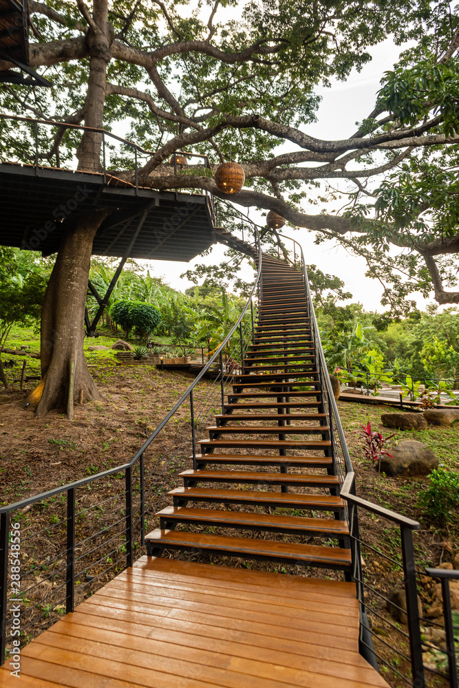 Escalera para subir a terraza sobre un gran árbol