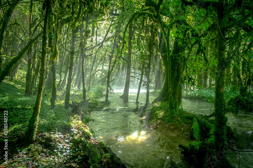 Fototapeta Naklejka Na Ścianę i Meble -  une rivière sous une forêt d'arbres couverts de mousse