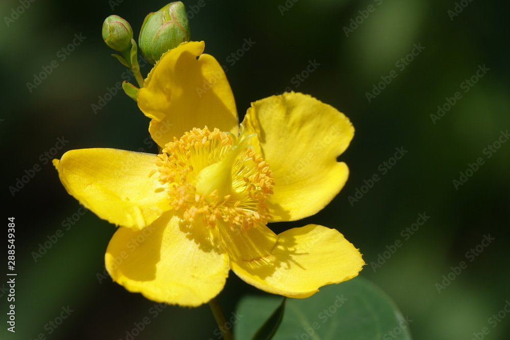 Blüte des Johanniskrauts Blüte des Johanniskrauts