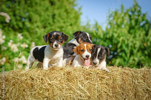 Niedliche Jack Rassel Hundewelpen auf einen Strohbund im Garten photo