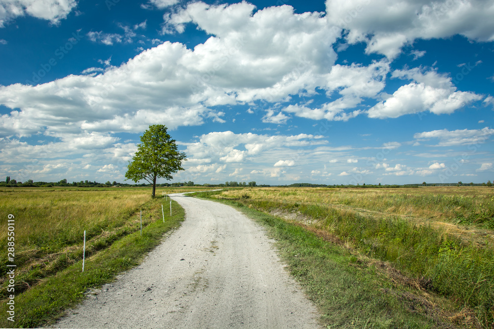 Tree next to a gravel road, white clouds on a blue sky