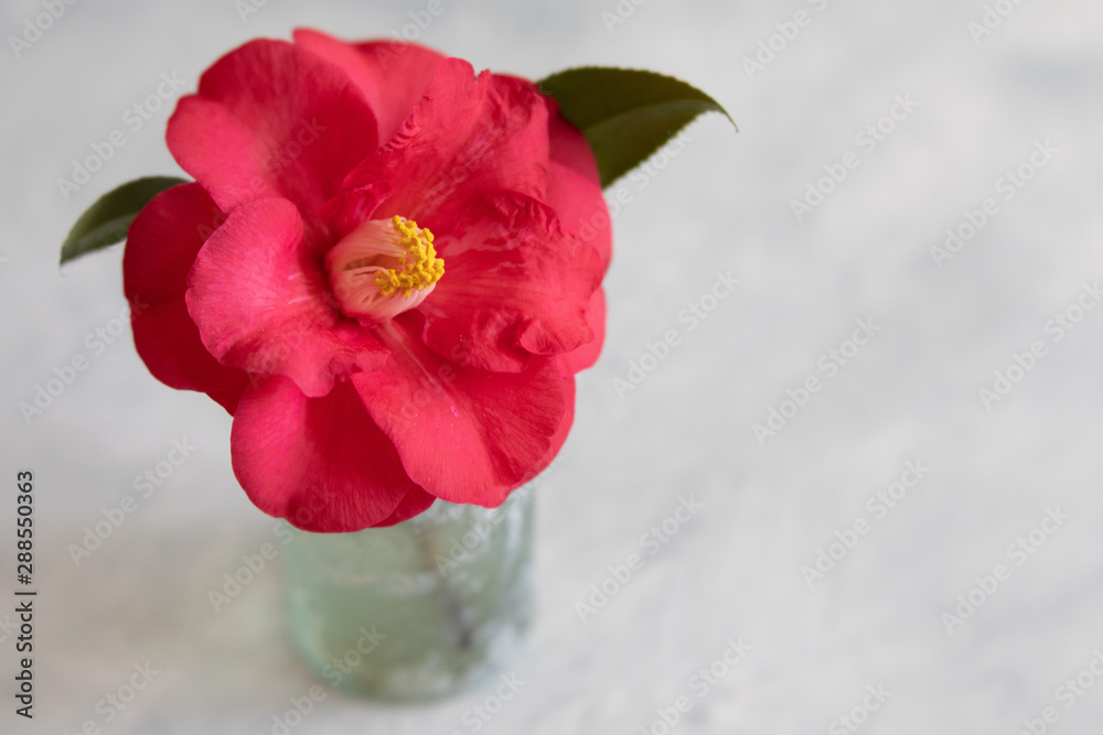 Obraz premium Single Red Camellia in Mercury Bottle on Light Green Textured Background