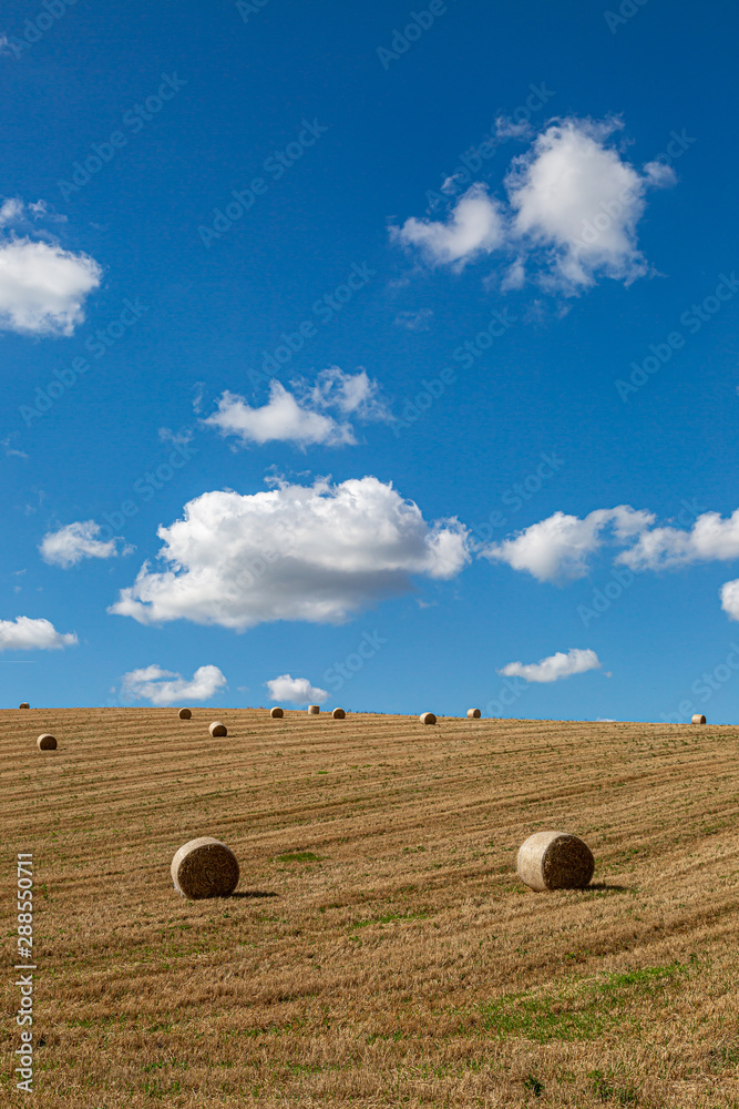 Hay bales in the Sussex countryside on a sunny late summers day