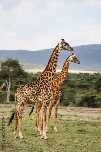 Two giraffes walking in Masai Mara