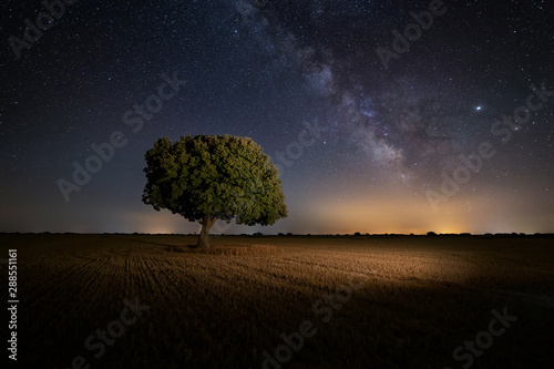 Milky way over an oak tree in Palencia, Spain
