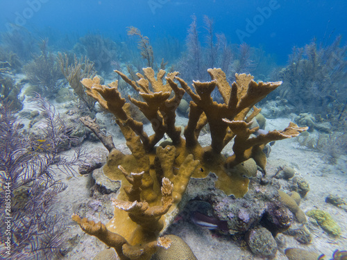 Critically Endangered Elkhorn Coral