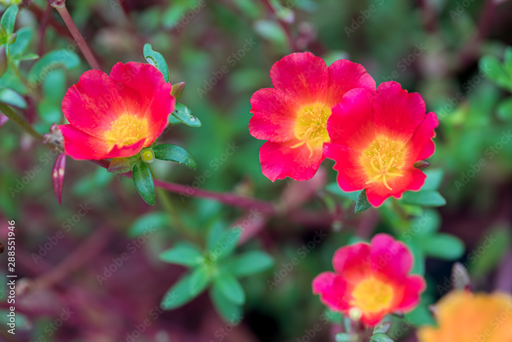 Flower in the garden called Common Purslane, Verdolaga, Pigweed, Little Hogweed, Portulaca, sun plant or Pusley. Portulaca oleracea is blooming in the garden. Flower in the garden called Common Purslane, Verdolaga, Pigweed, Little Hogweed, Portulaca, sun plant or Pusley. Portulaca oleracea is blooming in the garden.