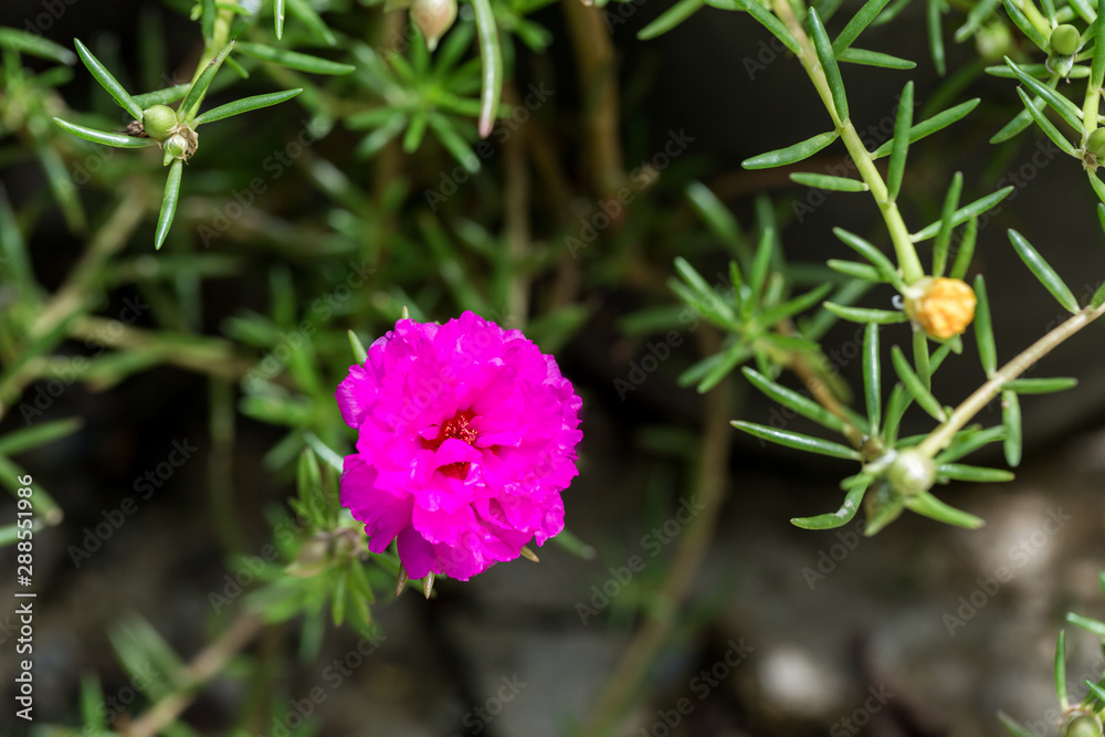 Flower in the garden called Common Purslane, Verdolaga, Pigweed, Little Hogweed, Portulaca, sun plant or Pusley. Portulaca oleracea is blooming in the garden. Flower in the garden called Common Purslane, Verdolaga, Pigweed, Little Hogweed, Portulaca, sun plant or Pusley. Portulaca oleracea is blooming in the garden.