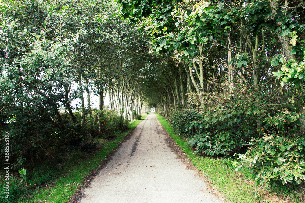 An alley of overgrown trees in Buren, Ameland