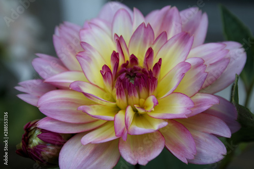 Pink and yellow dahlia flower