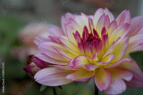 Pink and yellow dahlia flower