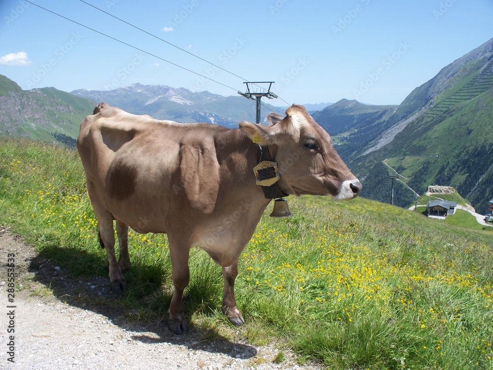 cow with bell