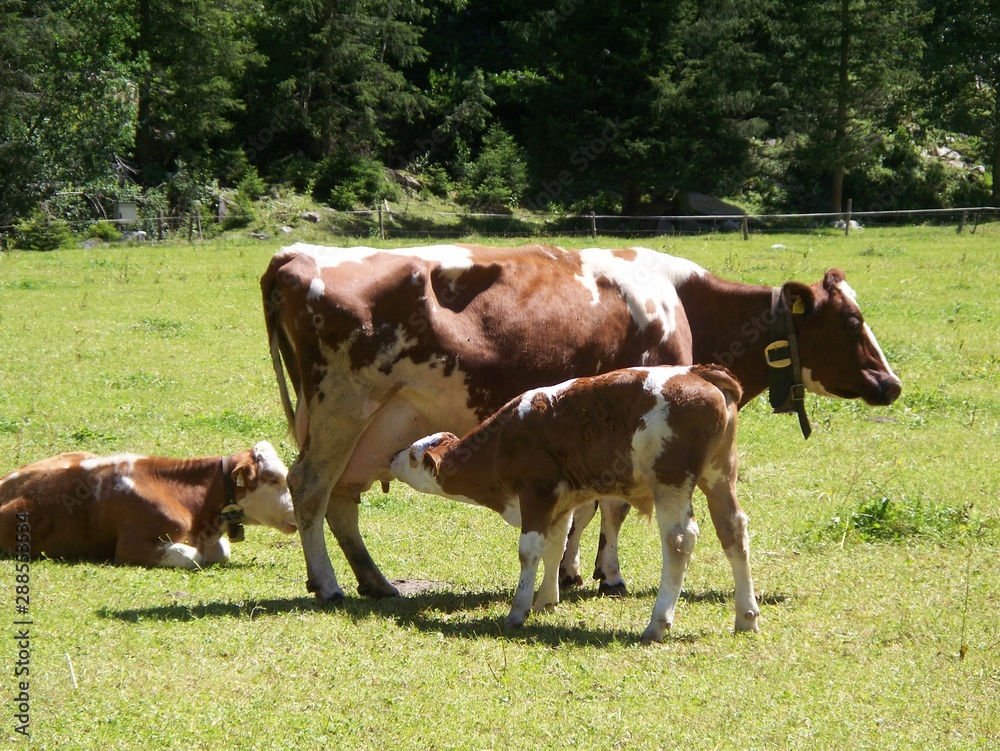 young calf is drinking
