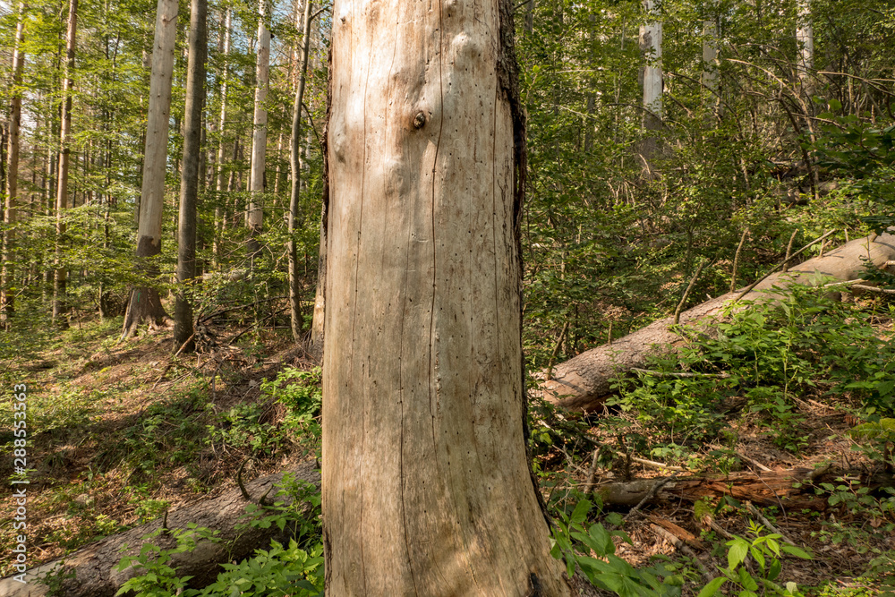 Invasion of the bark beetle destroys national park trees Invasion of the bark beetle destroys national park trees