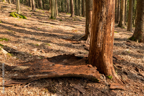 Trees without bark in the national park after bark beetle infestation