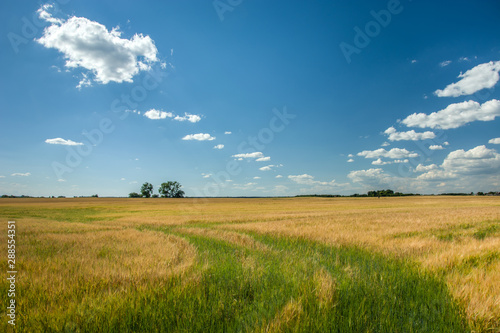 Field with green-golden grain  clouds on the blue sky