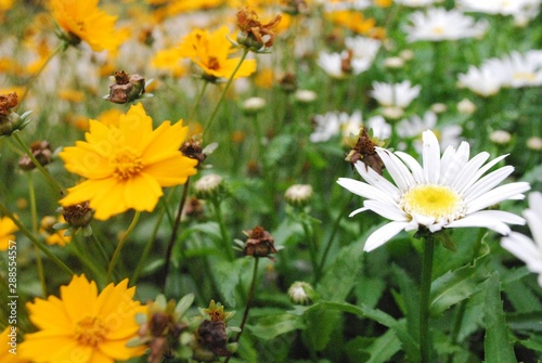 field of daisies