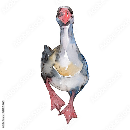 Goose farm animal isolated. Watercolor background illustration set. Isolated goose illustration element.