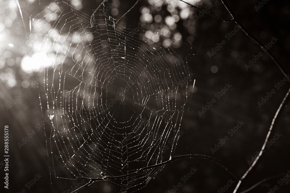 Spider web in sunlight, old spider web with lensflare, black and white photo, fine art , abstract