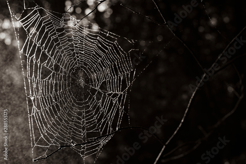 Spider web in sunlight, old spider web, black and white , abstract, fine art spider web