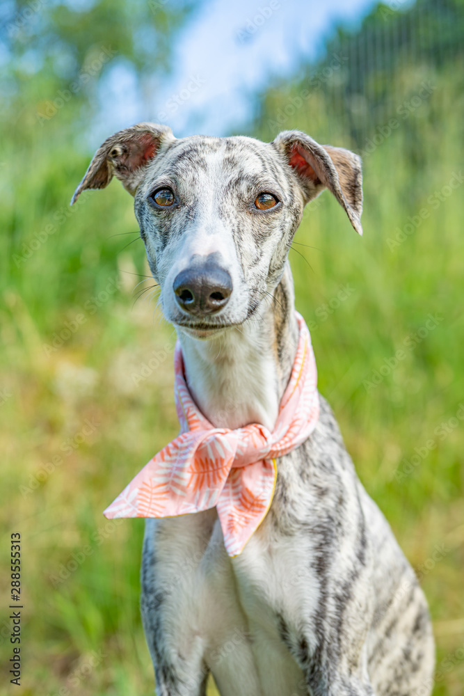 Windhund - Portrait einer hübschen Whippet Hündin Windhund - Portrait einer hübschen Whippet Hündin