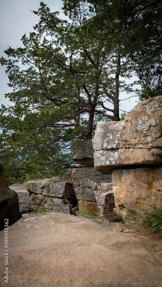 Fototapeta premium Trees growing at the top of the canyon