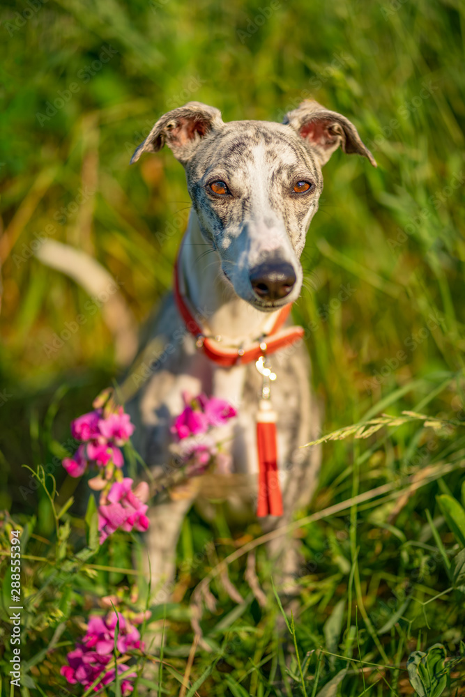 Windhund - Portrait einer hübschen Whippet Hündin Windhund - Portrait einer hübschen Whippet Hündin
