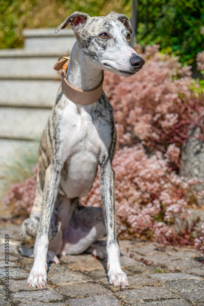 Windhund - Portrait einer hübschen Whippet Hündin
