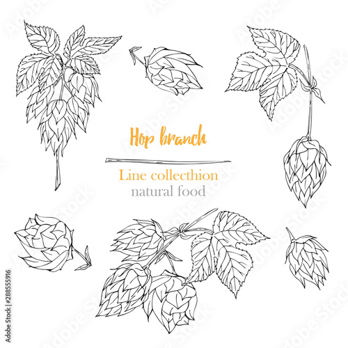 Set of botany hand drawn sketch hop isolated on white background. Line drawing. Herbal frame. Natural food collection.