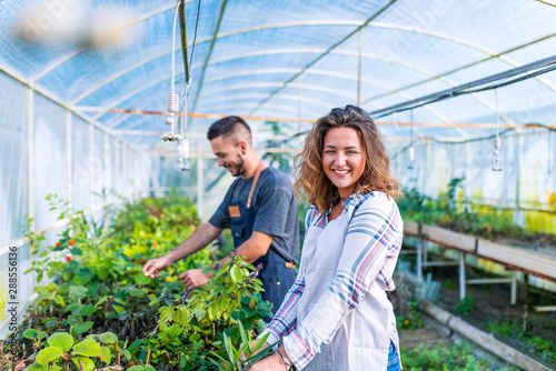 Gardeners working at plant nursery