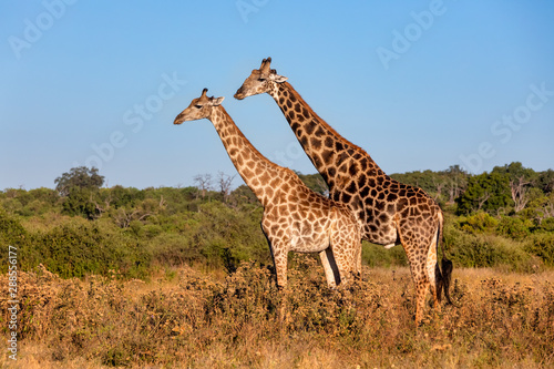 South African giraffe in love preparing to mating, Chobe National Park, Botswana safari wildlife