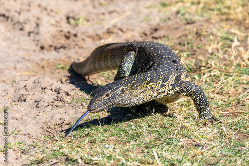 Monitor Lizard  Varanus niloticus in Chobe national park  Botswana Africa wildlife