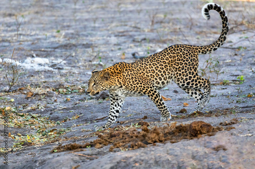 beautiful cat, south african leopard on bank of river Chobe, Panthera pardus, Chobe National Park, Botswana, Africa wildlife photo
