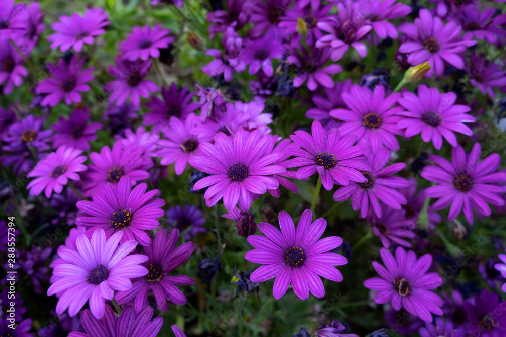 Osteospermum ecklonis (African daisies) at Madrid’s Royal Botanical Garden