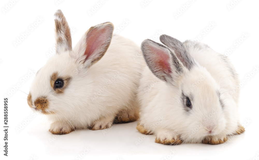 Obraz premium Dwa piękne króliki.