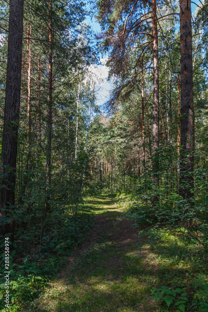 Fototapeta premium path in a pine forest in the afternoon
