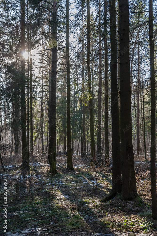 Fototapeta premium spruce forest, pinery, pine forest, Pine Tree, Fairy Forest, untouched spruce forest