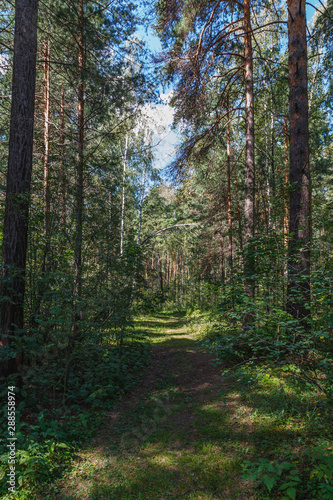 path in a pine forest in the afternoon