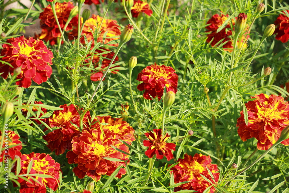 flowers marigolds red in the garden flowers marigolds red in the garden