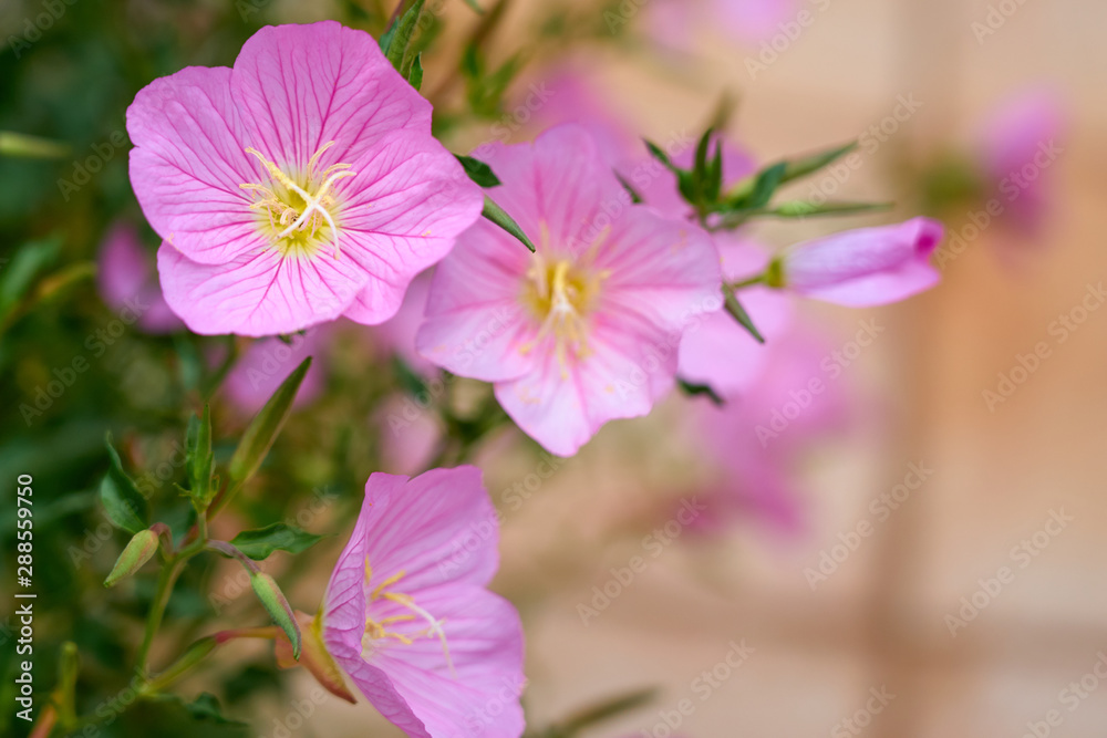 Fototapeta premium Pink flowers outdoors with blurred background. Copy space. 