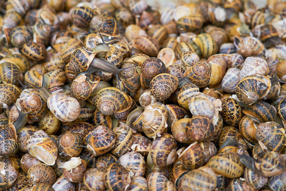                                Life raw snails for sale in Chania street market as a background.