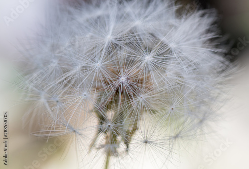Close up of Large Dandelion Plant