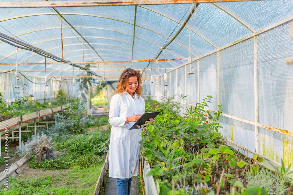Obraz premium Scientist inspecting plants