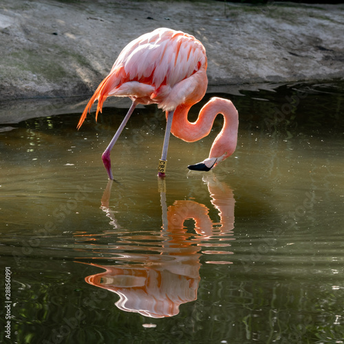 Pink Flamingo Reflecction in Water photo