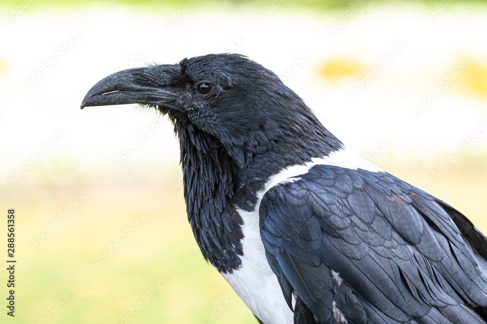 Fototapeta premium Raven at Knaresborough Castle