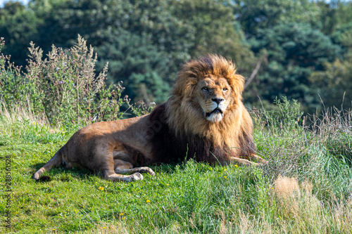 Fototapeta Naklejka Na Ścianę i Meble -  Large Male Lion in Grassland