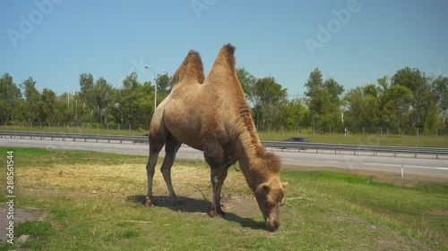Grazing Camel Alone Near a Road