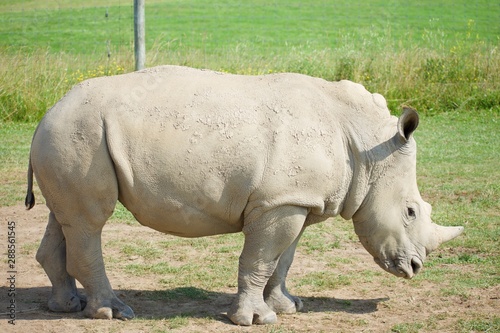 Side profile of a single white rhino