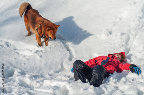 A lifeguard dog found the boy unconscious in the snowy mountains. Rescue dog. Helping those lost in the mountains